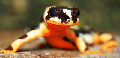 Neurergus Kaiseri (Salamander)
